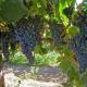 Виноград Темпранильо (Tempranillo) — характеристика и описание сорта, вкус вина